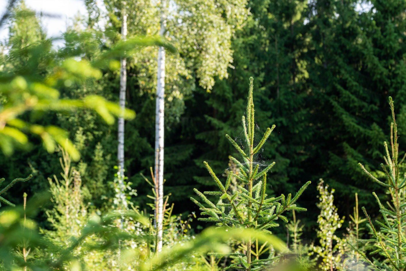 Kariniemen kotitila Alhonpään tila metsämaisema