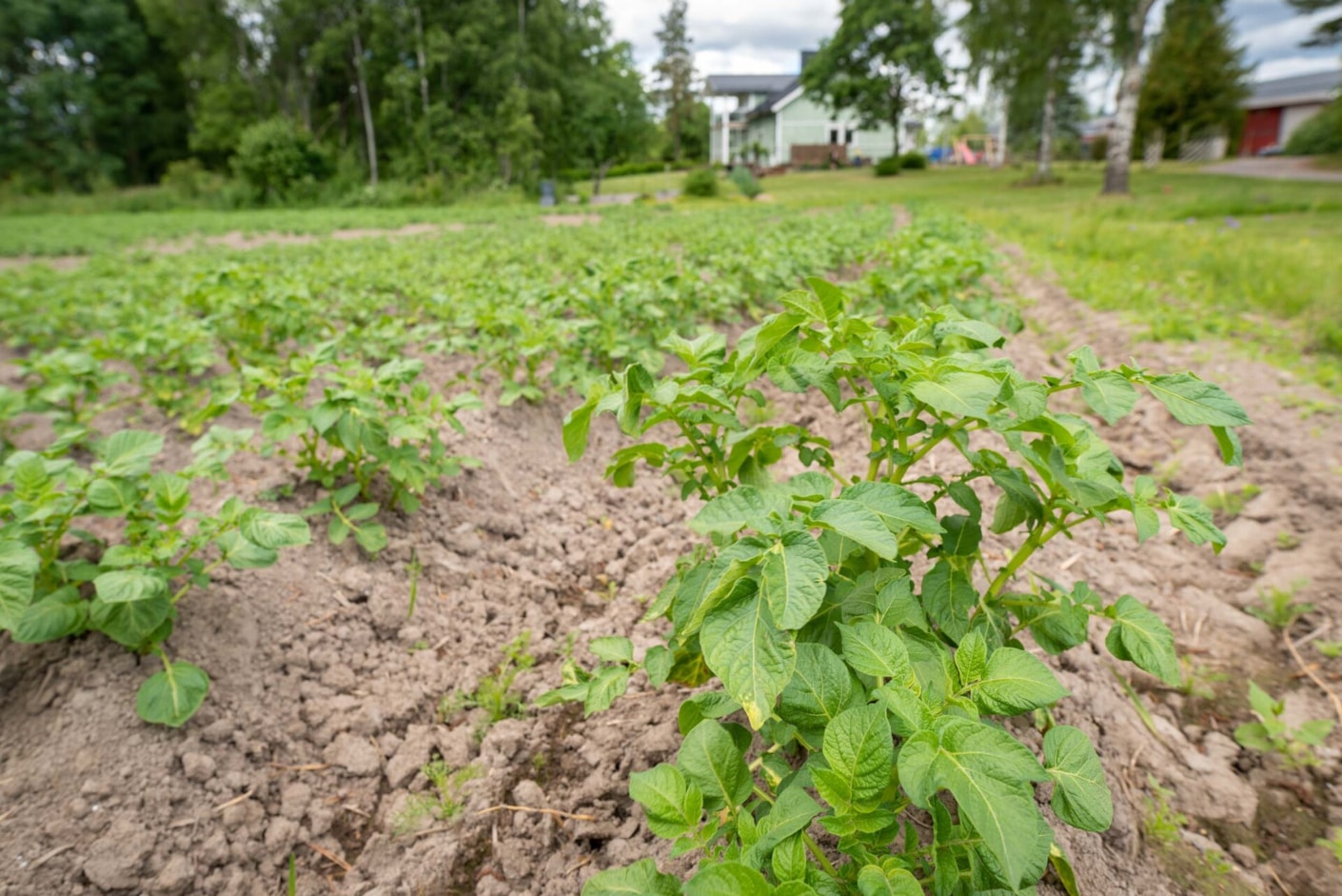 Kariniemen kotitila Knuutilan tila perunapelto