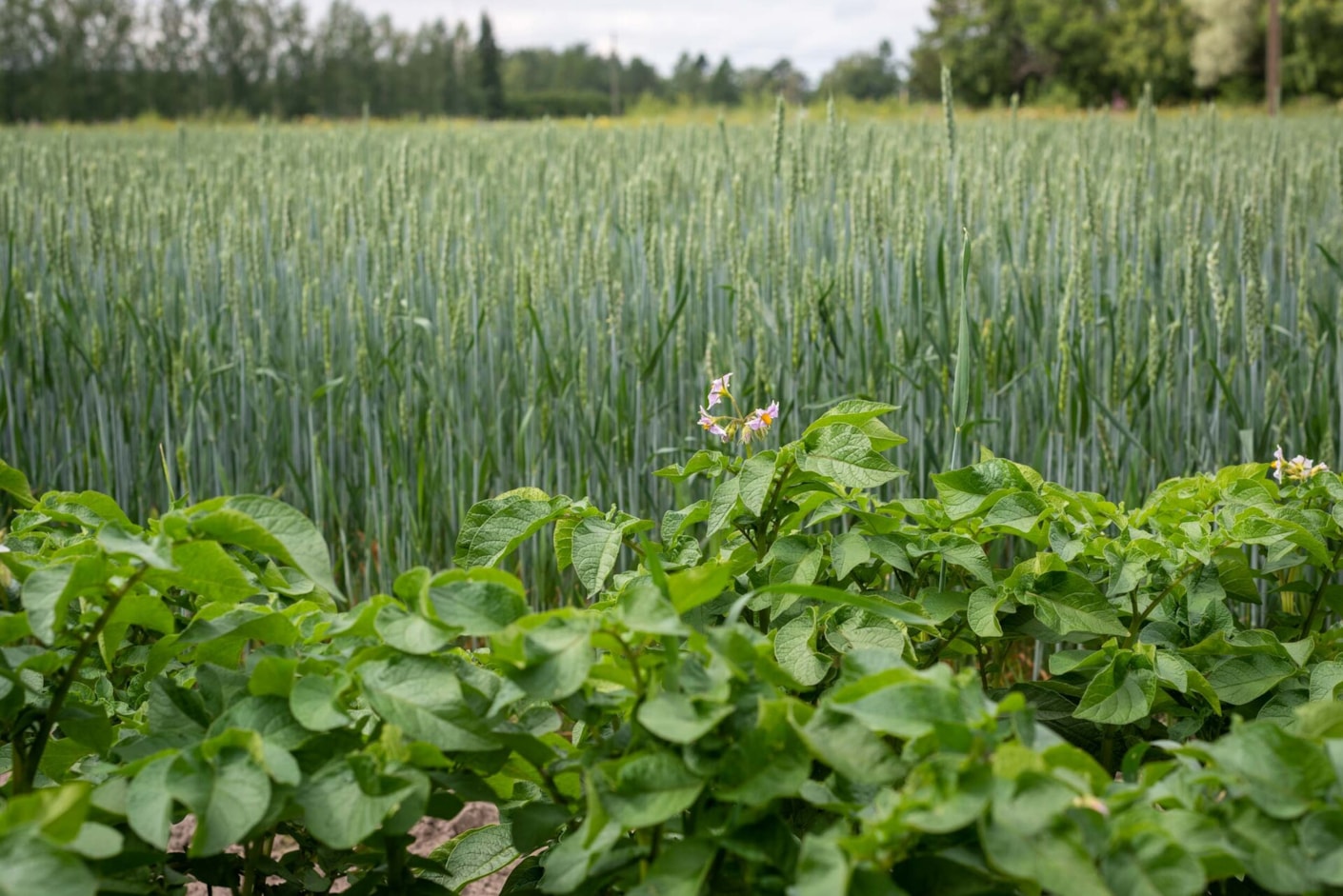 Kariniemen kotitila Tuomisen tila peltoviljelyä